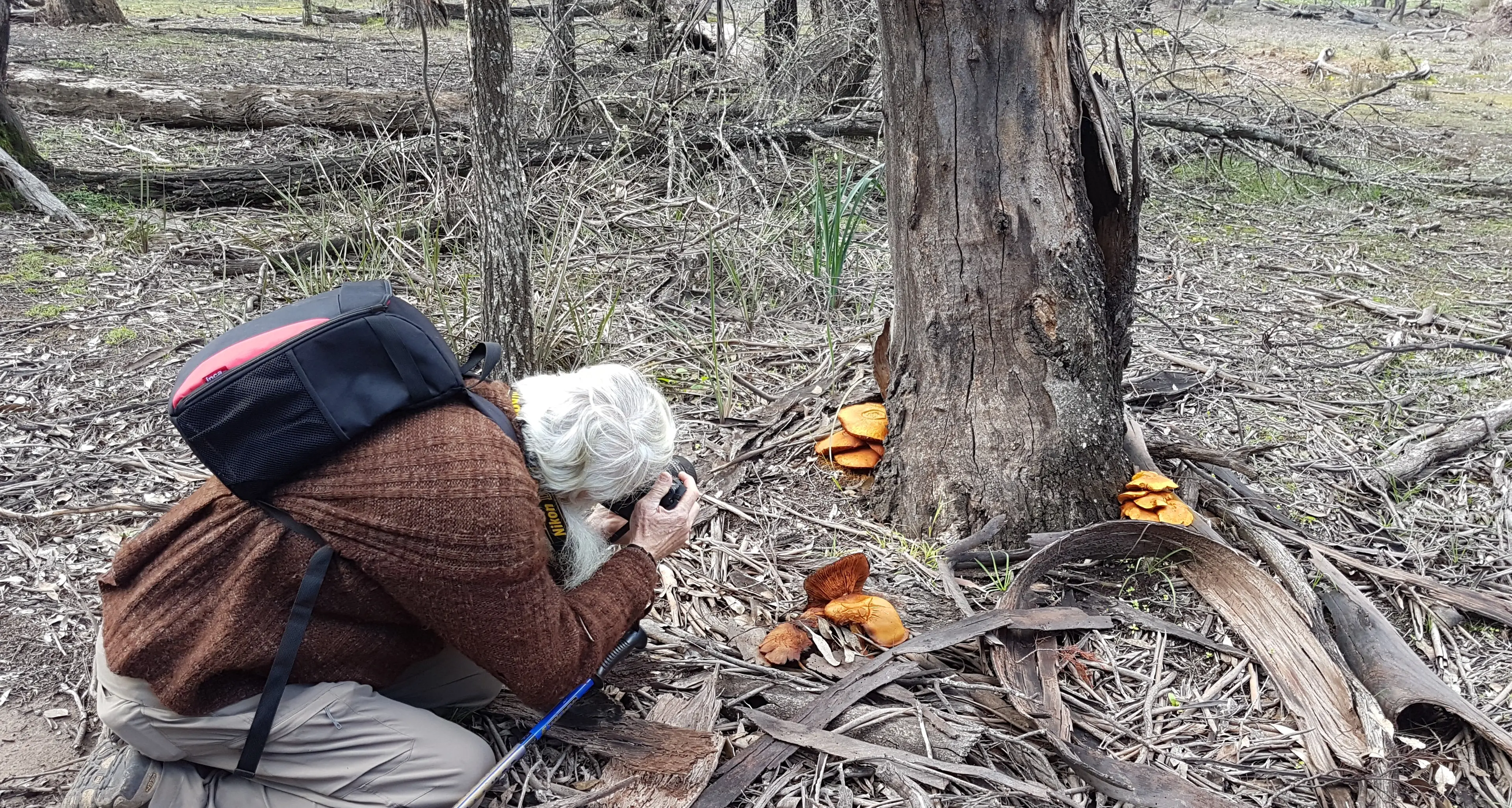‘Plants of Parkes and Forbes’ book to launch this month