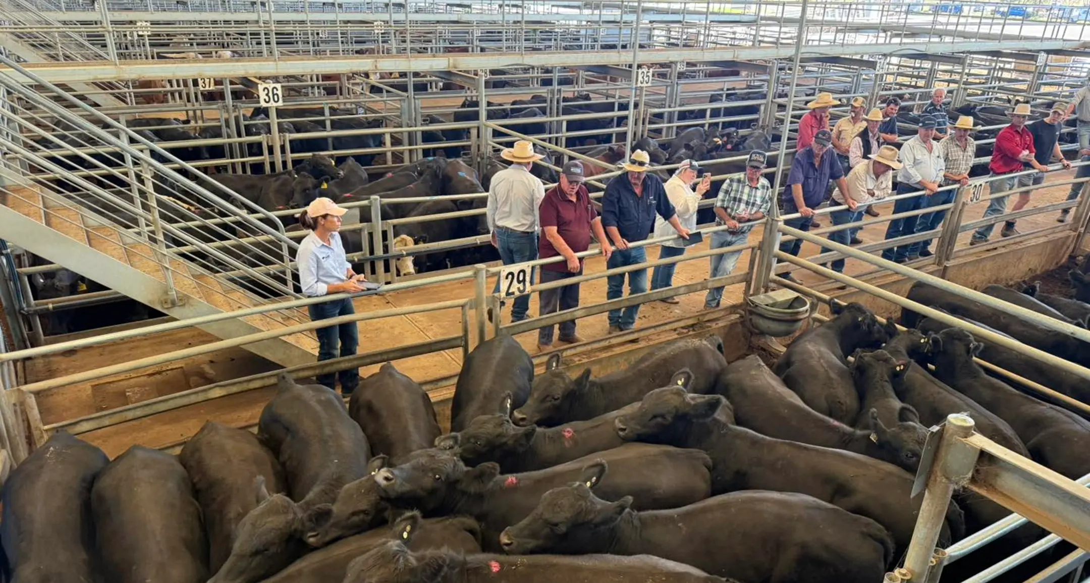 Small yardings this week, Merino ewes top $340 a head