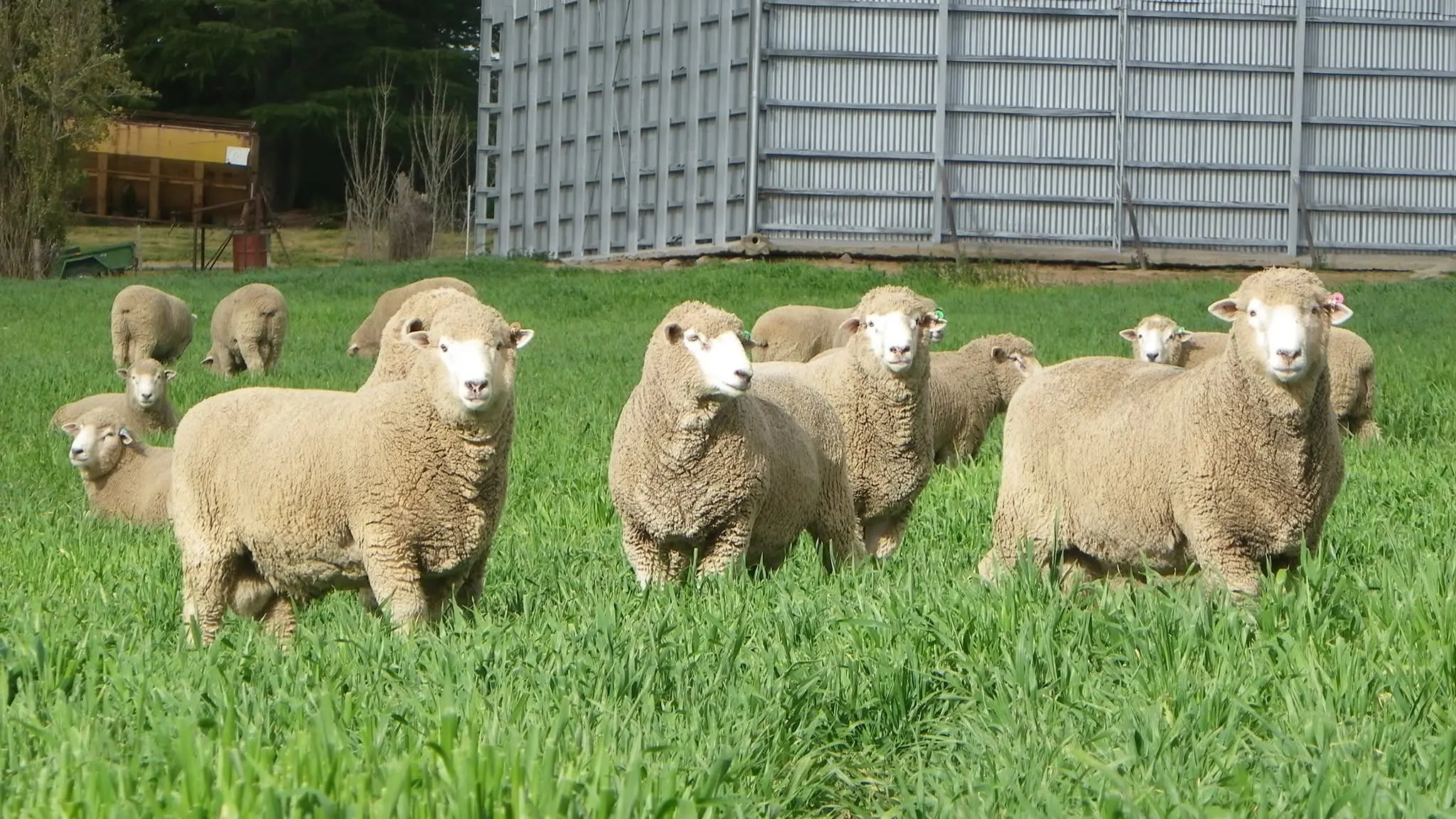 New laws to better protect animals
