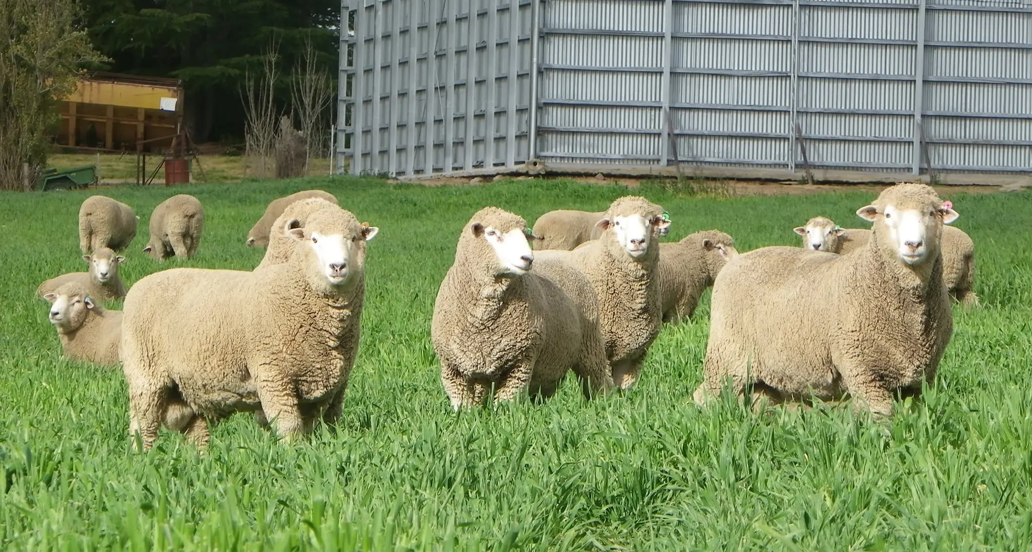 New laws to better protect animals