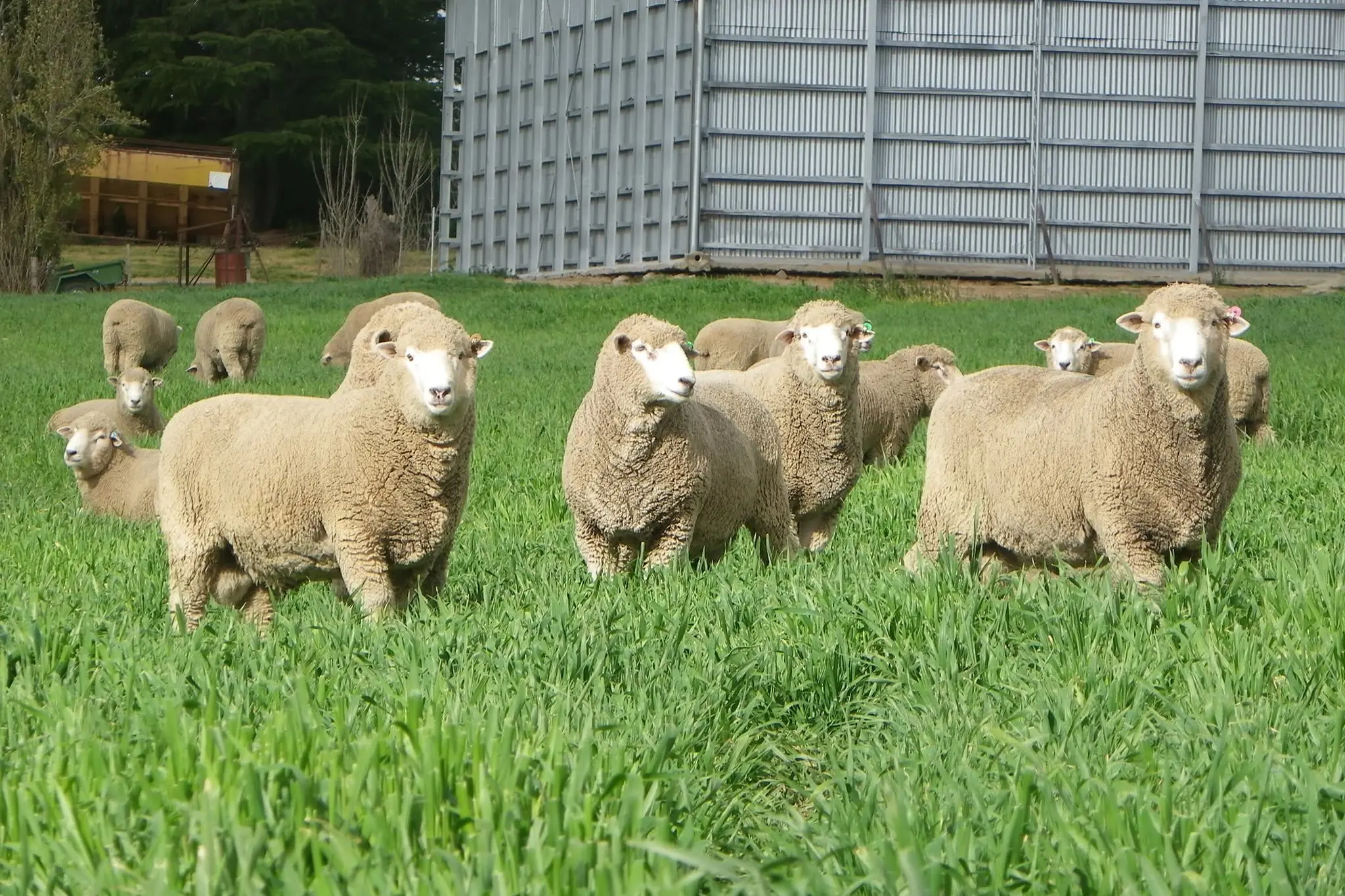 <p>Mandatory pain relief when mulesing sheep is one of the measures under new laws that aim to better protect against cruelty of animals and raise the penalties for prosecuted offenders. PHOTO: File</p>\\n