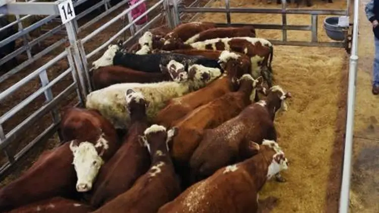 Lightweight steers reach 638c/kg, Merino ewe prices slip