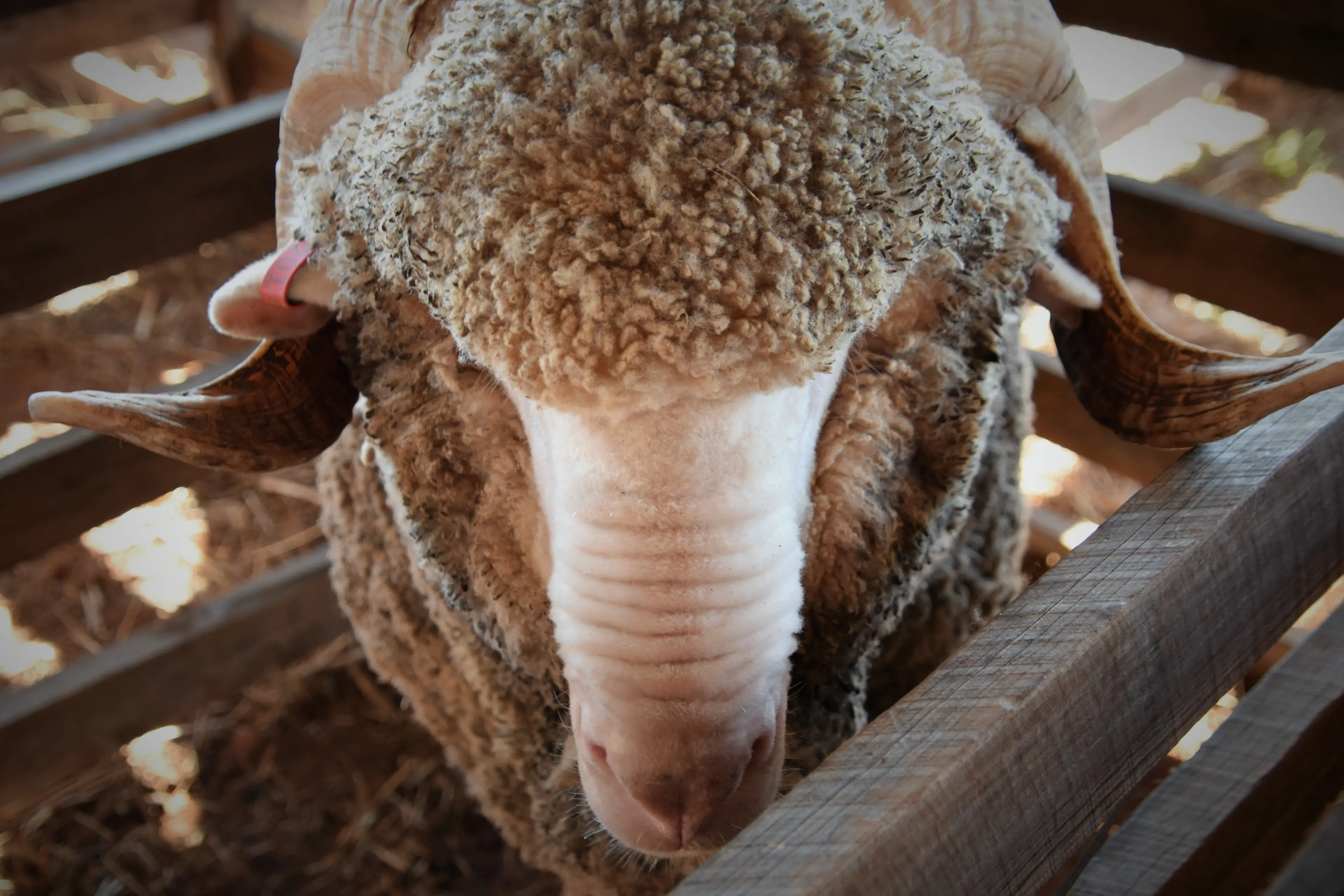 <p>NSW Farmers will adopt a motion submitted by Bogan Gate farmers as new policy to push for telehealth consultations with vets on animals from a commercial operation. PHOTO: File</p>\\n
