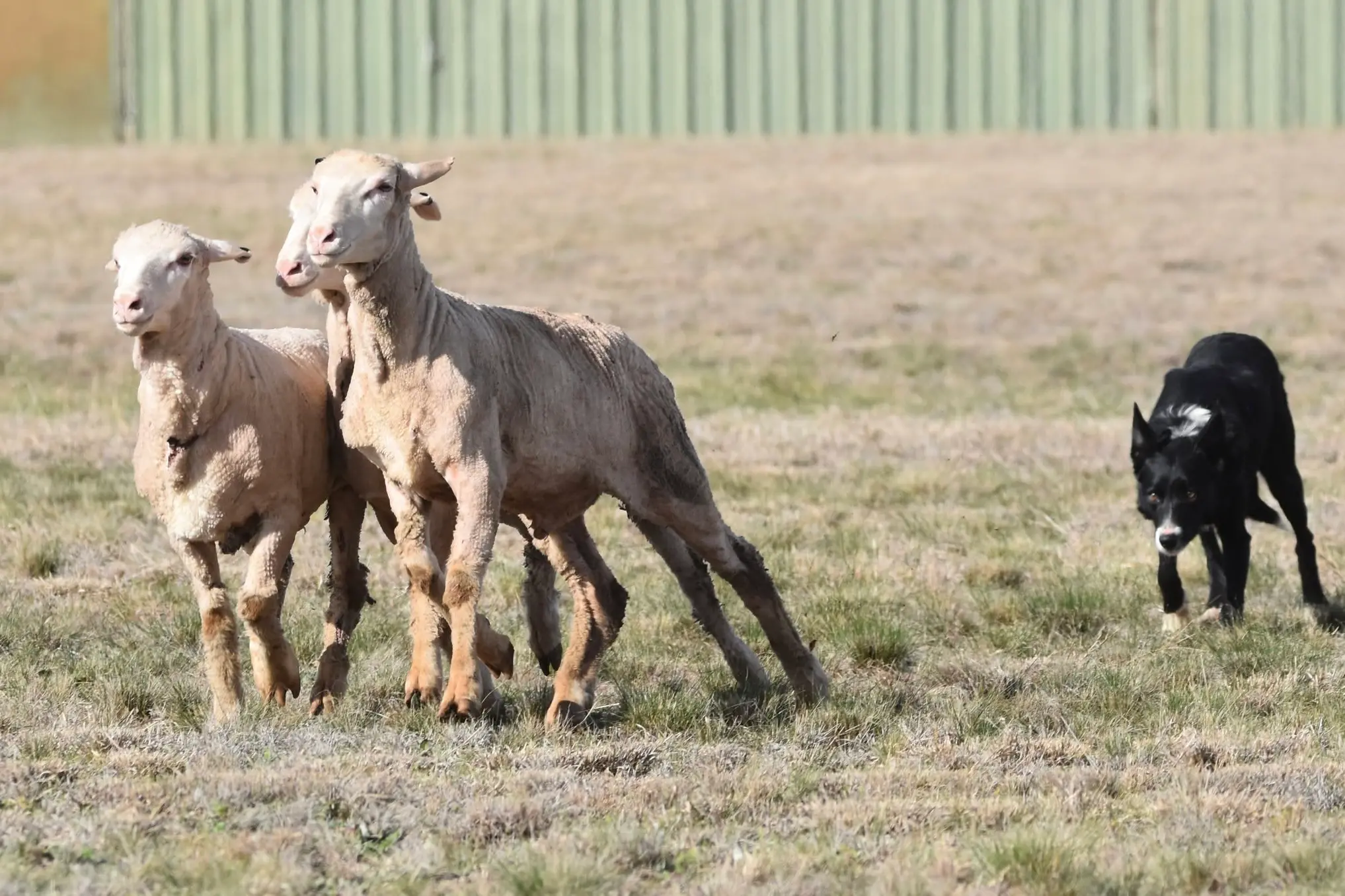 <p>Some of the action from last year\\'s Tullamore Sheep Dog Trials. This year\\'s event has 122 dogs competing.</p>\\n
