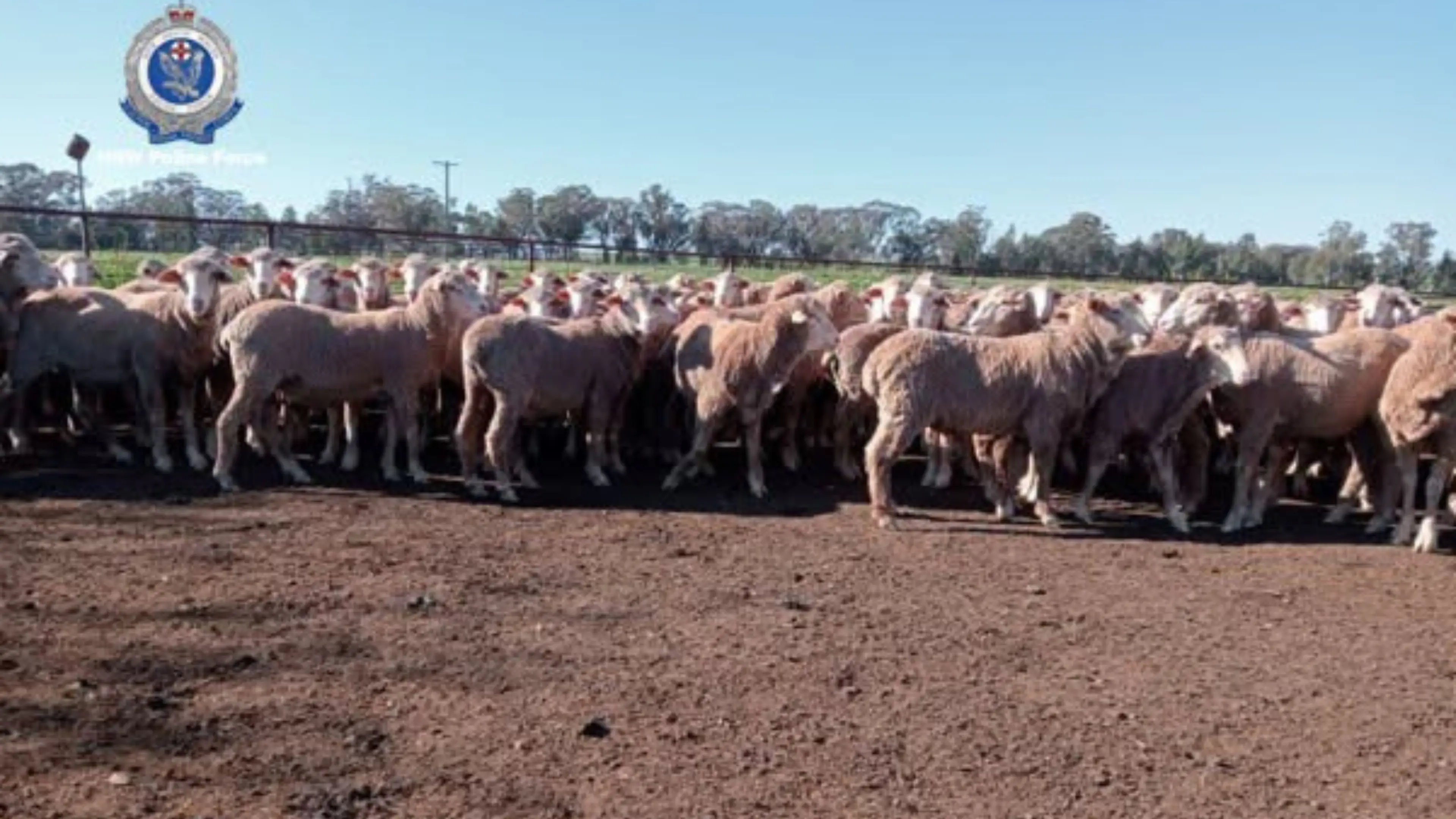 Appeal for information after sheep stolen