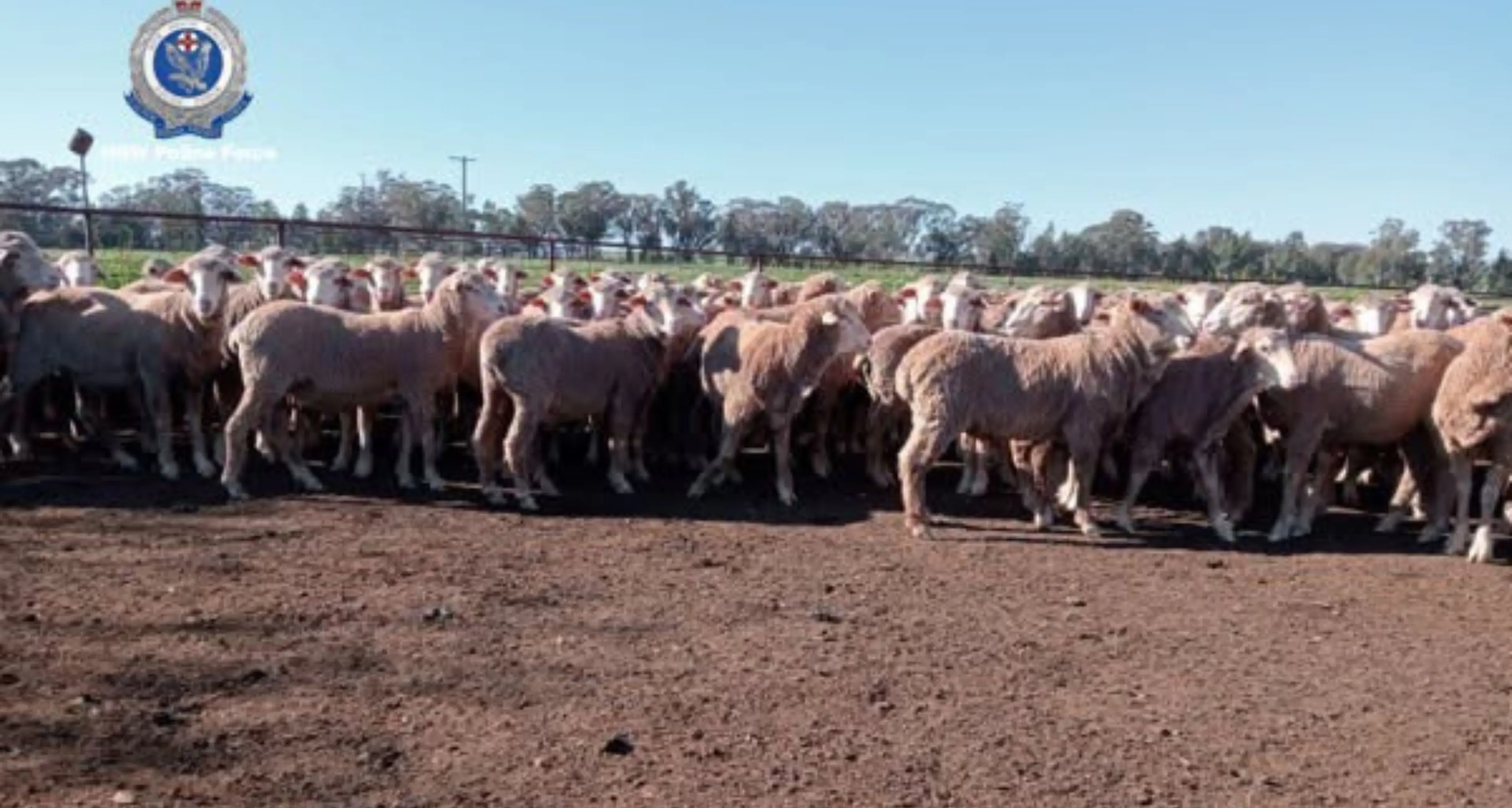 Appeal for information after sheep stolen