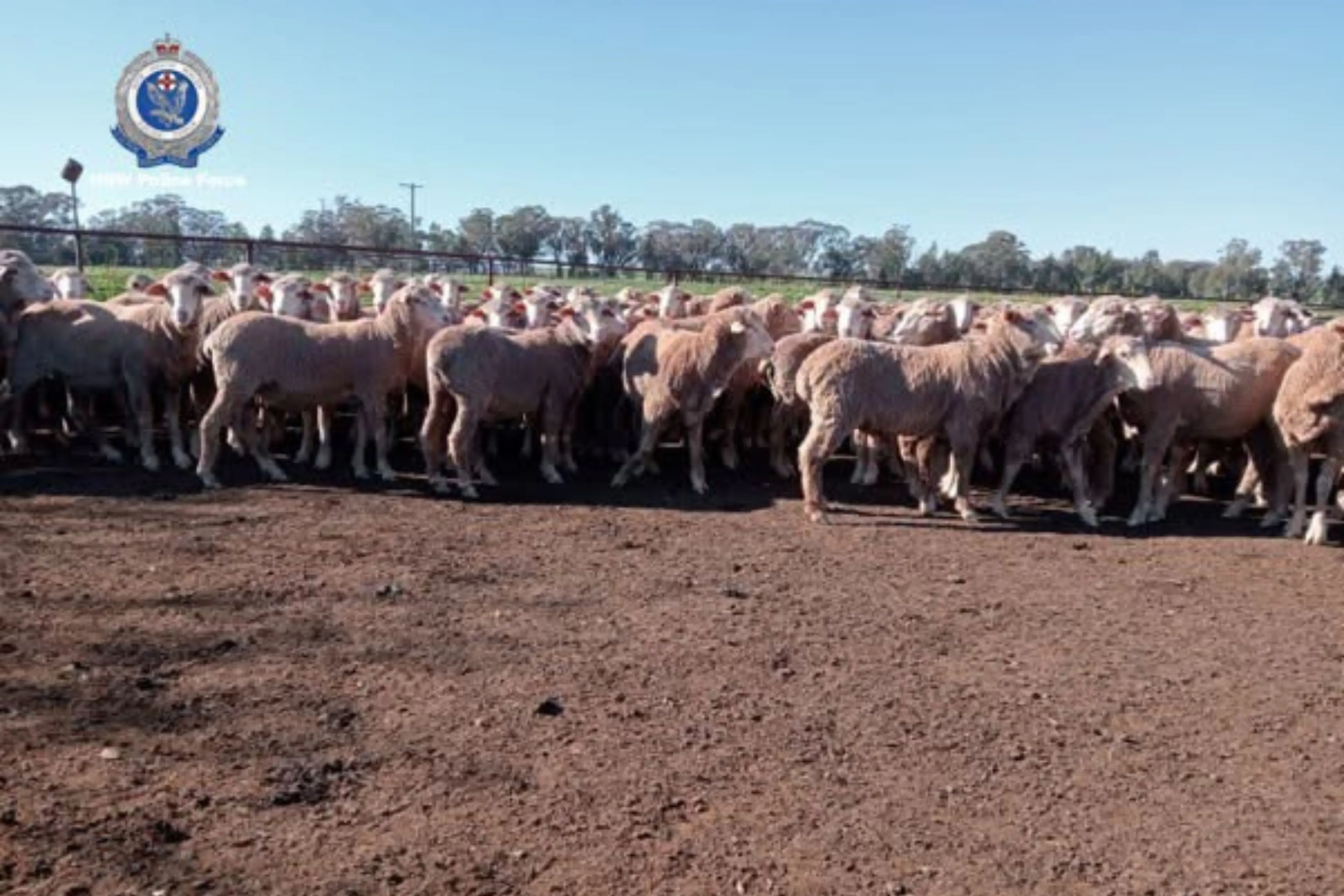 <p>About 100 Merino wether lambs were reported stolen from a rural property about 10km north of Alectown sometime between May and June.</p>\\n