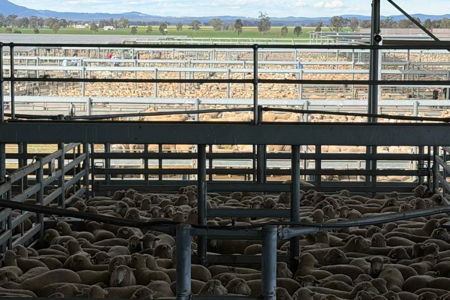 <p>There was 22,900 lambs penned in a yarding of 31,200 at Forbes\\' Central West Livestock Exchange on Tuesday. PHOTO: Central West Livestock Exchange</p>\\n