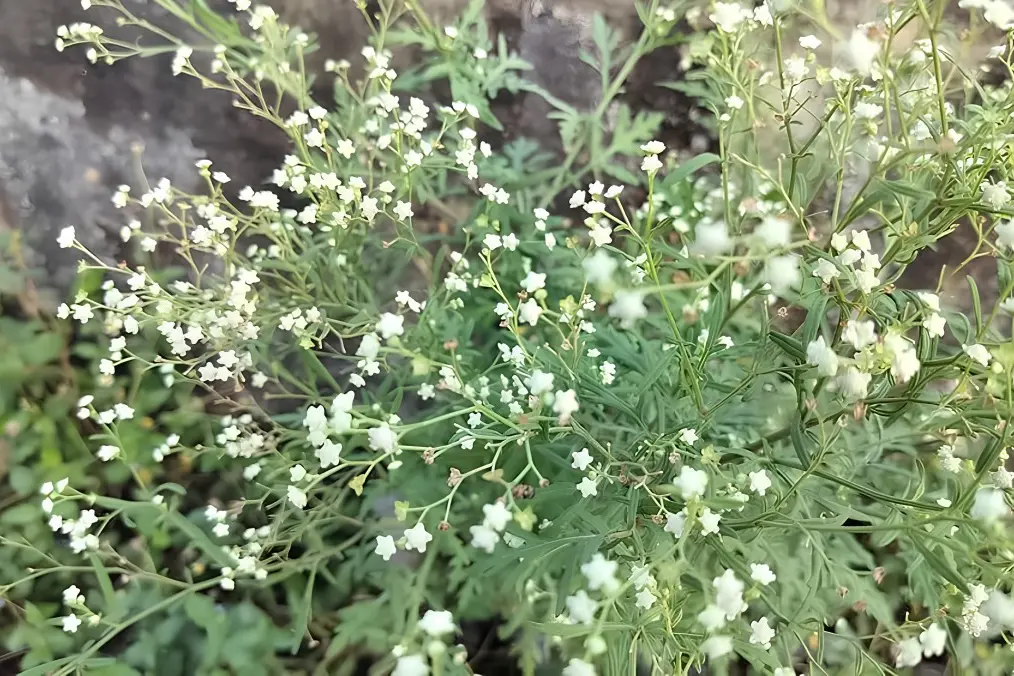 <p>Parthenium Weed, listed as a priority weed and prohibited matter, has the potential to spread into our region through machinery, vehicles, and contaminated agricultural products.</p>\\n