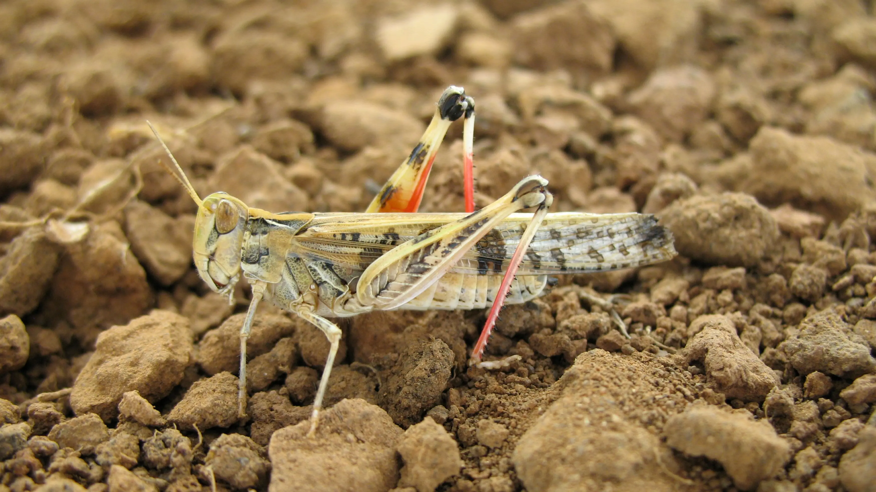 LLS calls for locust vigilance as spring risk raised