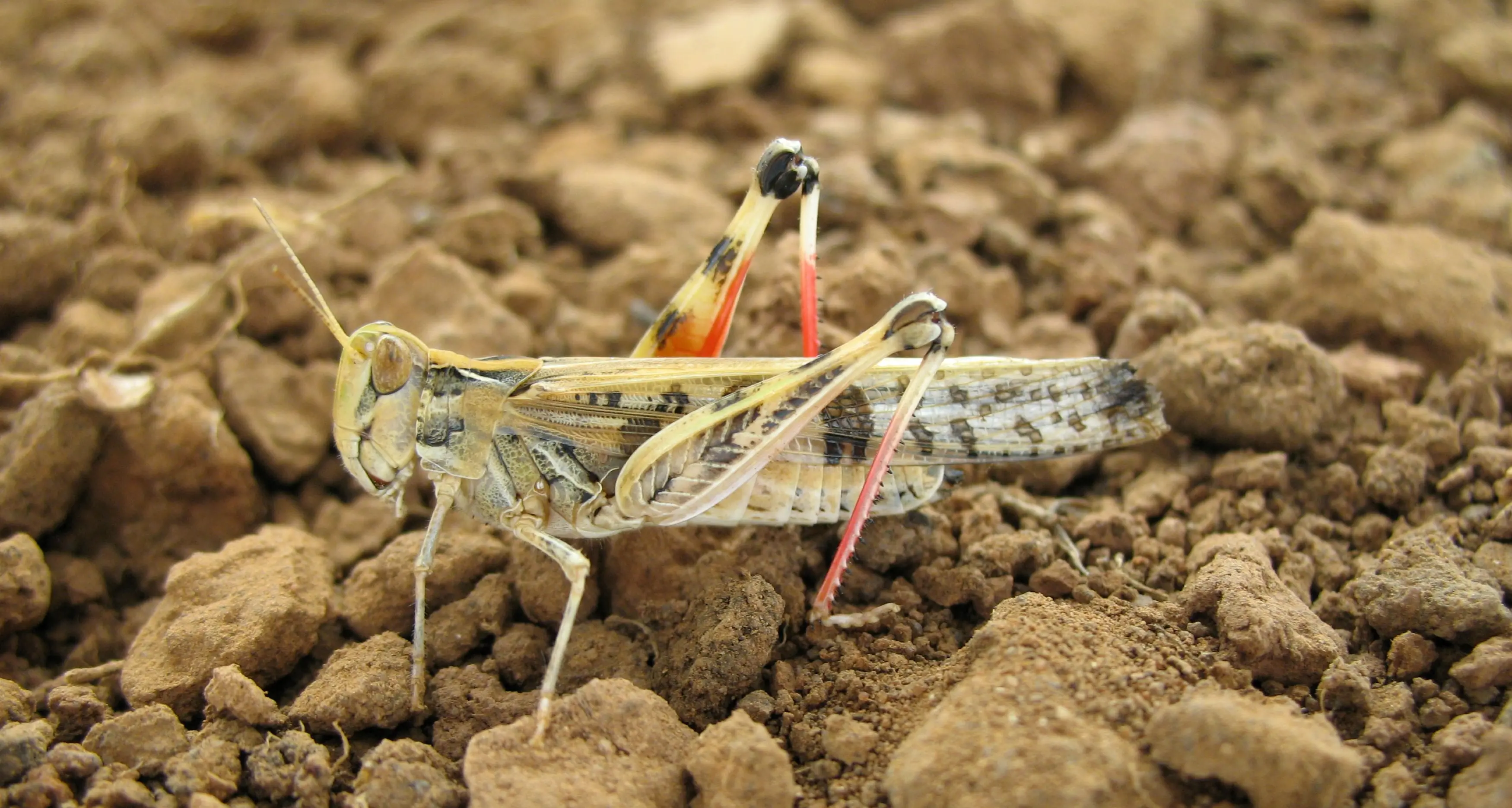 LLS calls for locust vigilance as spring risk raised