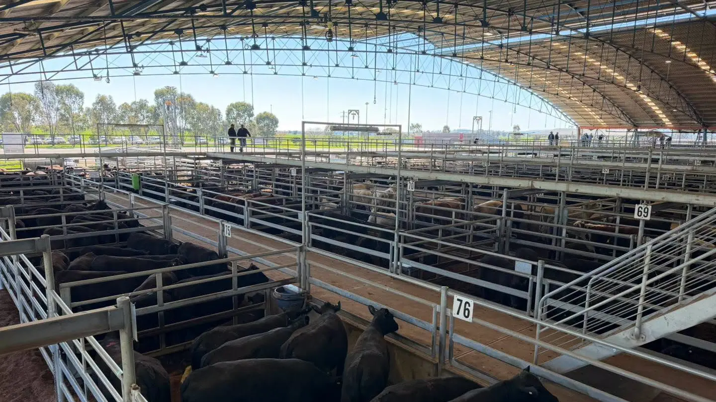 New season lambs $7 dearer, trade weights sell to $318