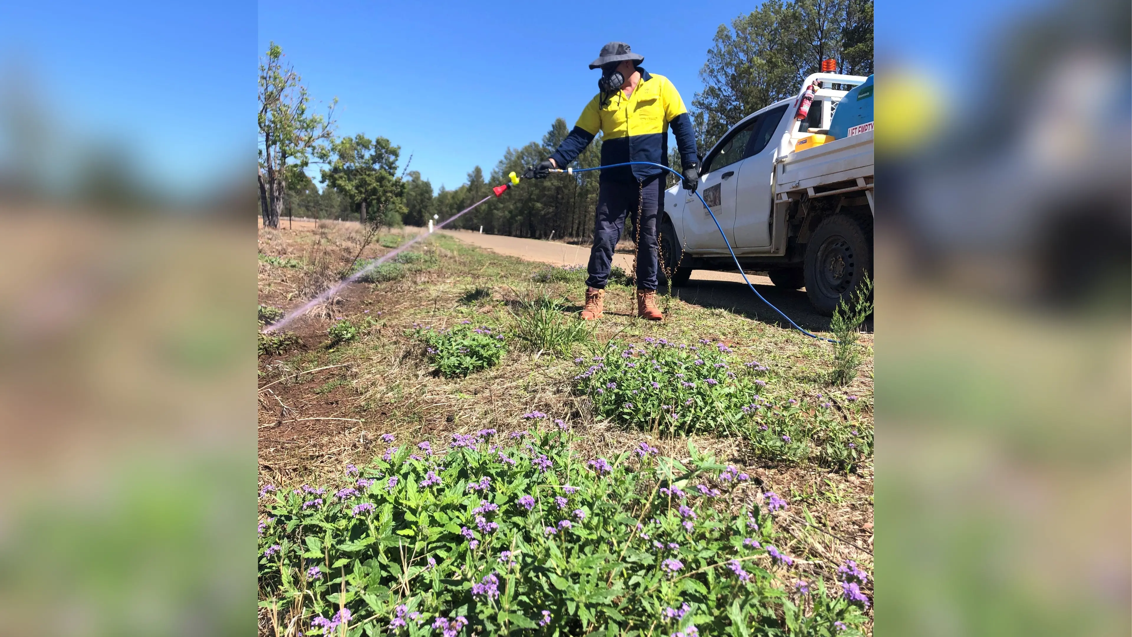 Big effort to stop invasive weeds