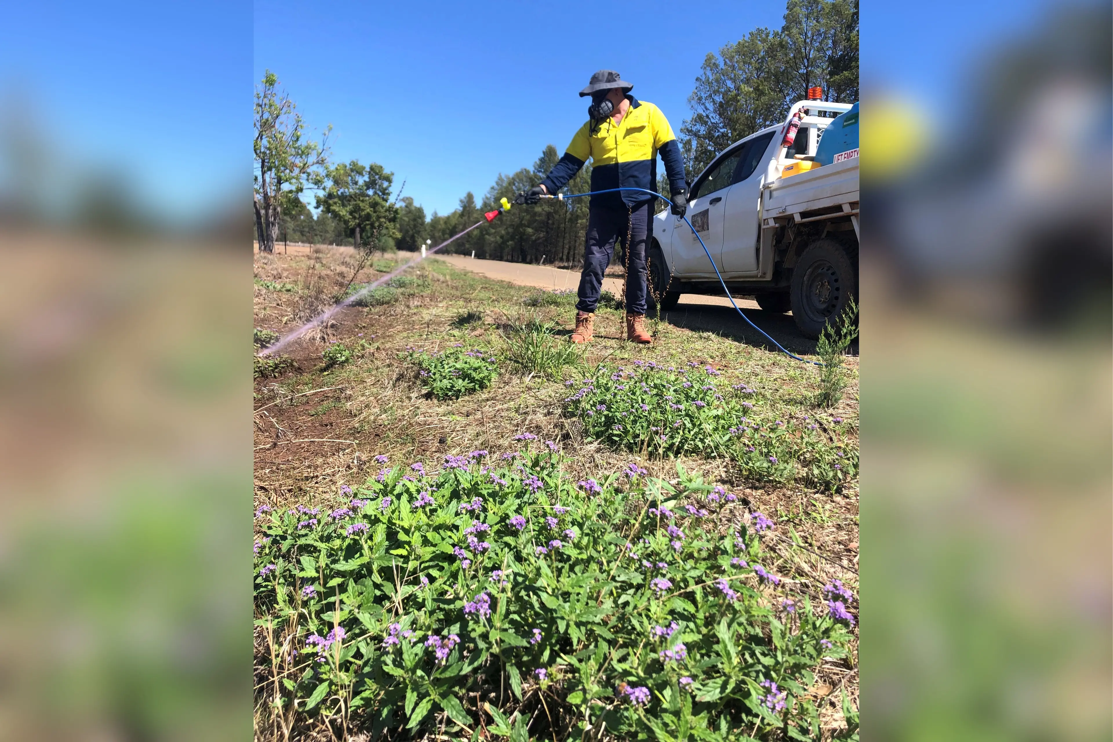 <p>Parkes Shire Council\\u2019s biosecurity team has inspected thousands of kilometres for invasive weeds over the past 12 months, which has included efforts to eradicate the Parthenium Weed.</p>\\n