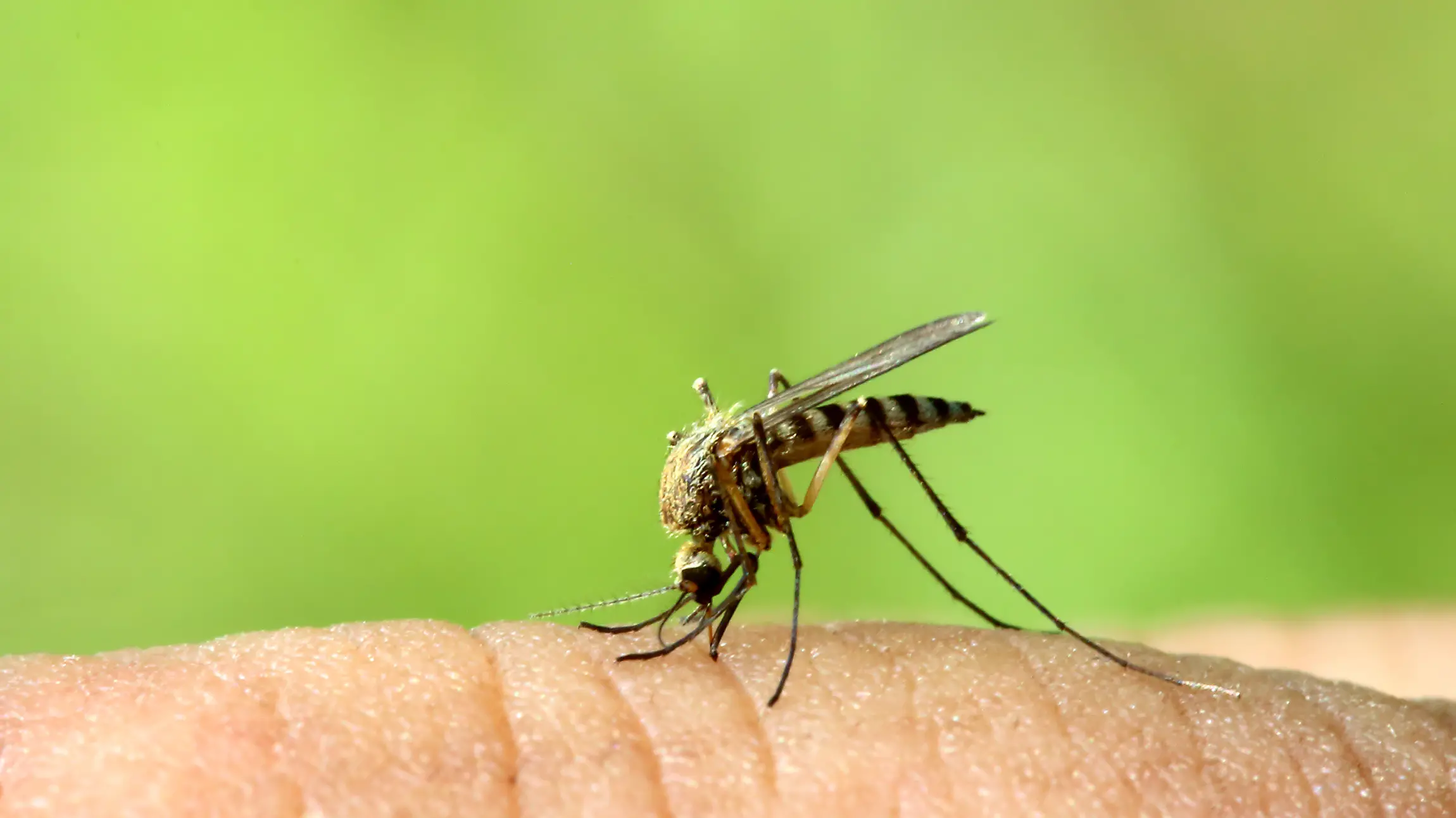 Warmer weather brings mosquito virus warning