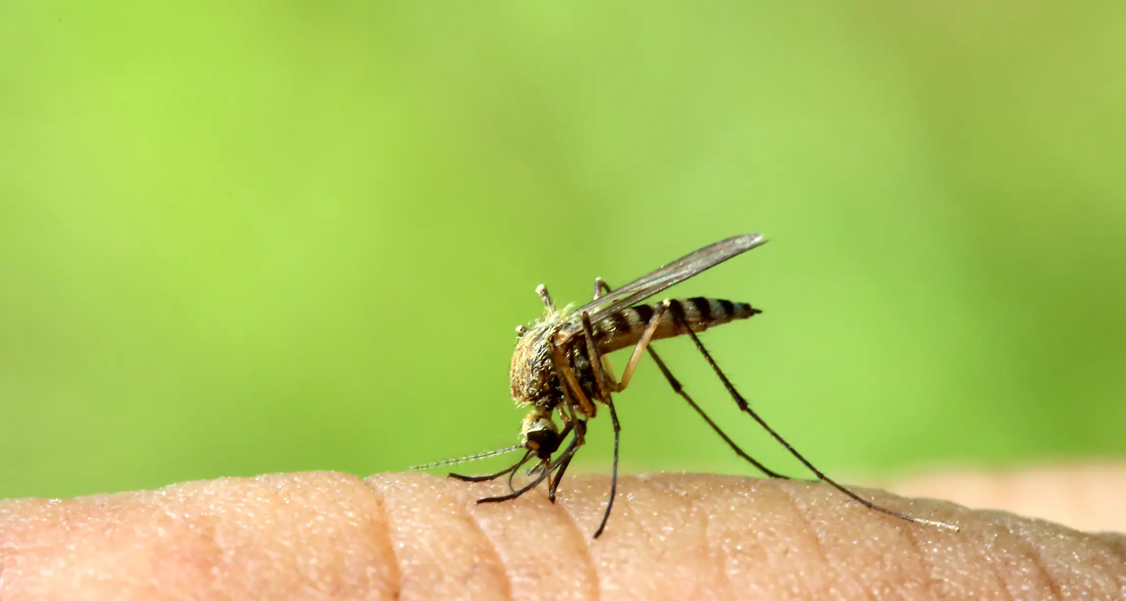 Warmer weather brings mosquito virus warning