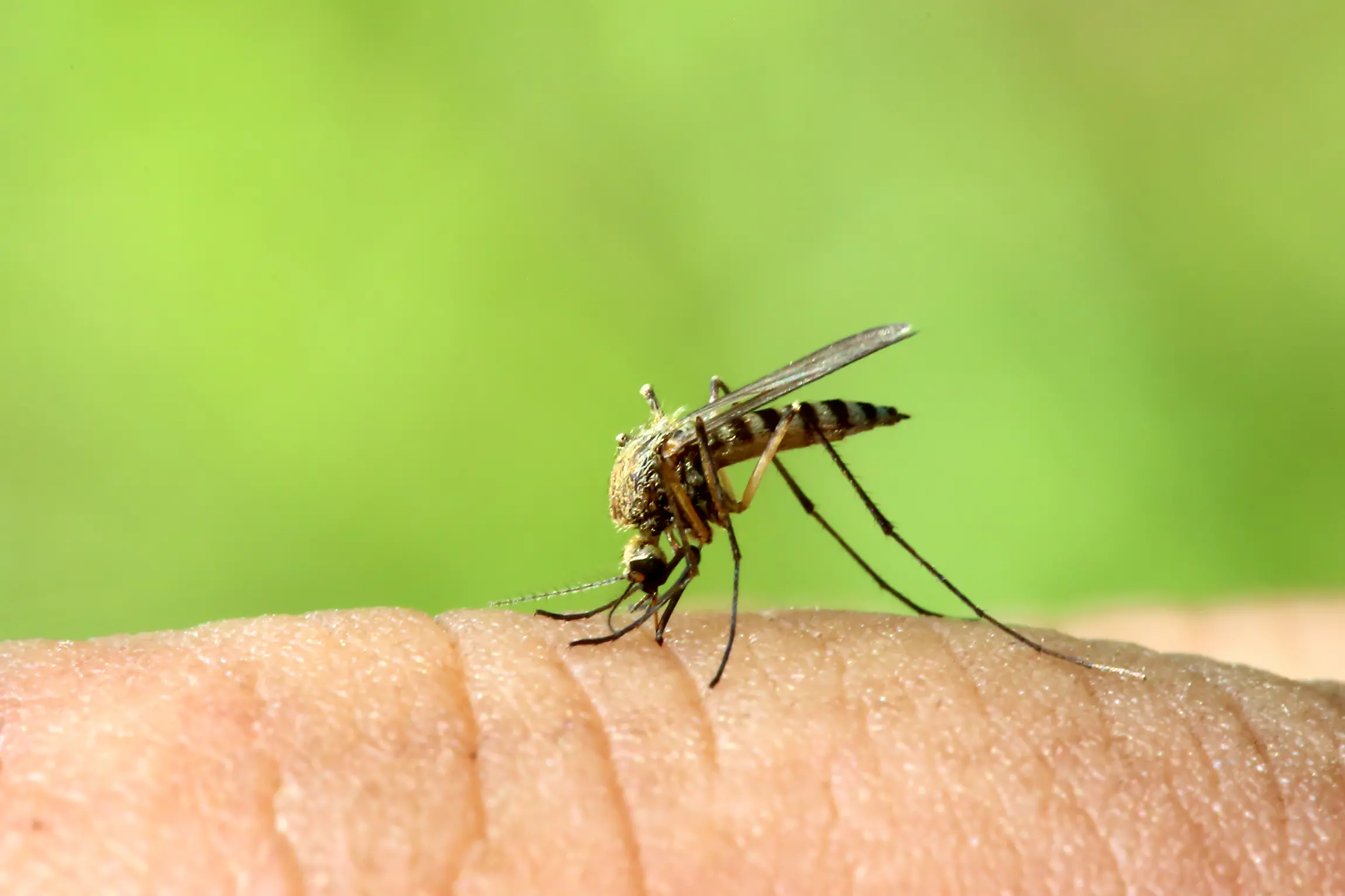 <p>Japanese encephalitis is a rare but serious illness spread to humans through the bite of an infected mosquito.</p>\\n
