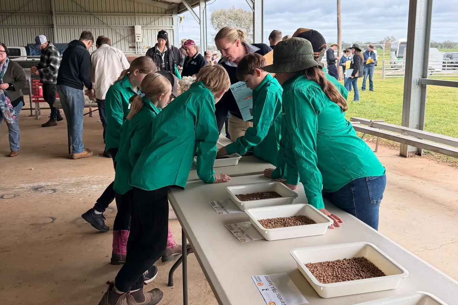 <p>Junior judges assessing the grain during the competition.</p>\\n