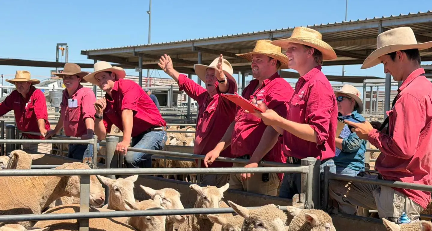 Trade weights sell to $287 at Forbes' Tuesday sheep sale