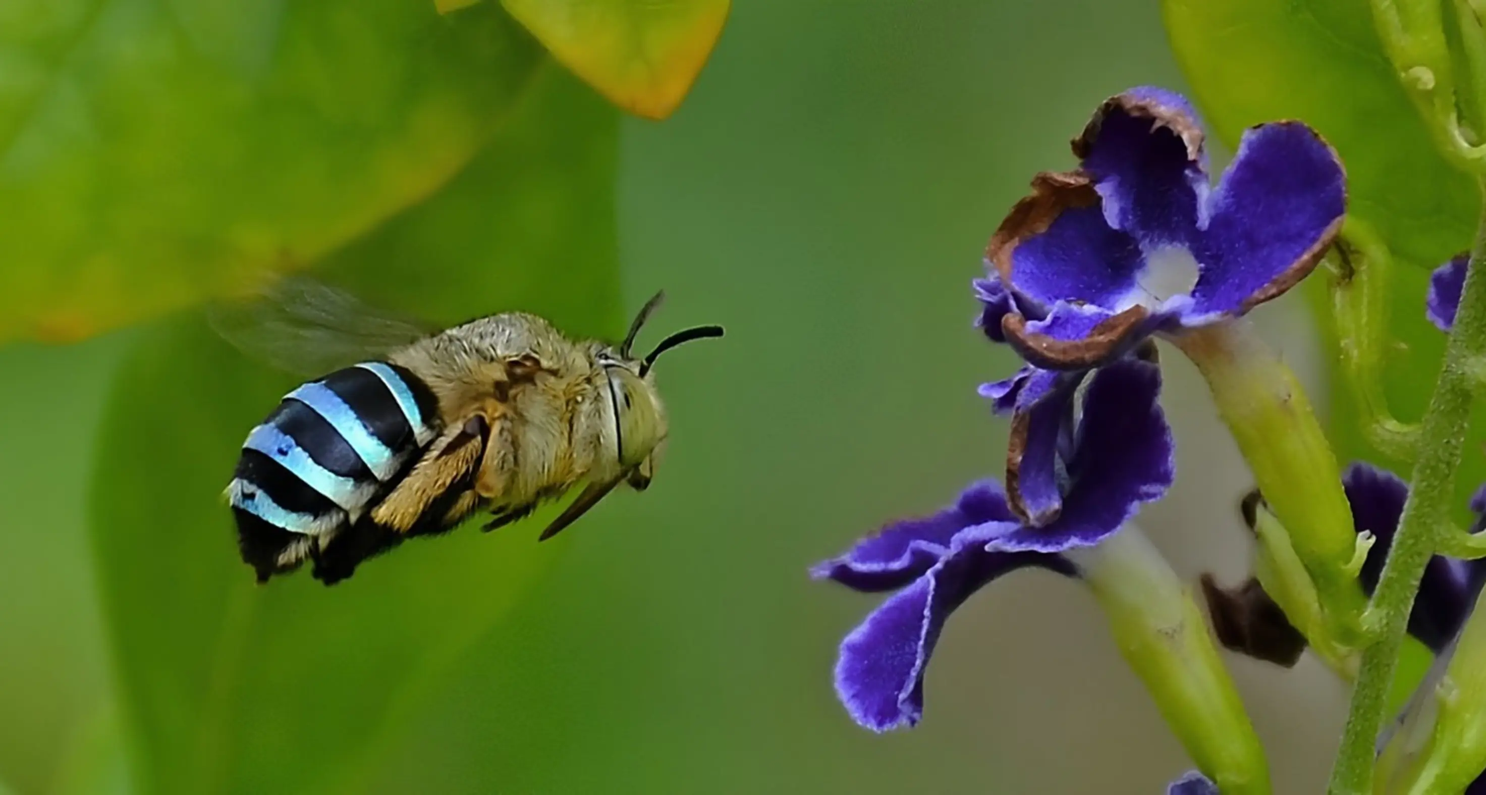 Spring is buzzing with life