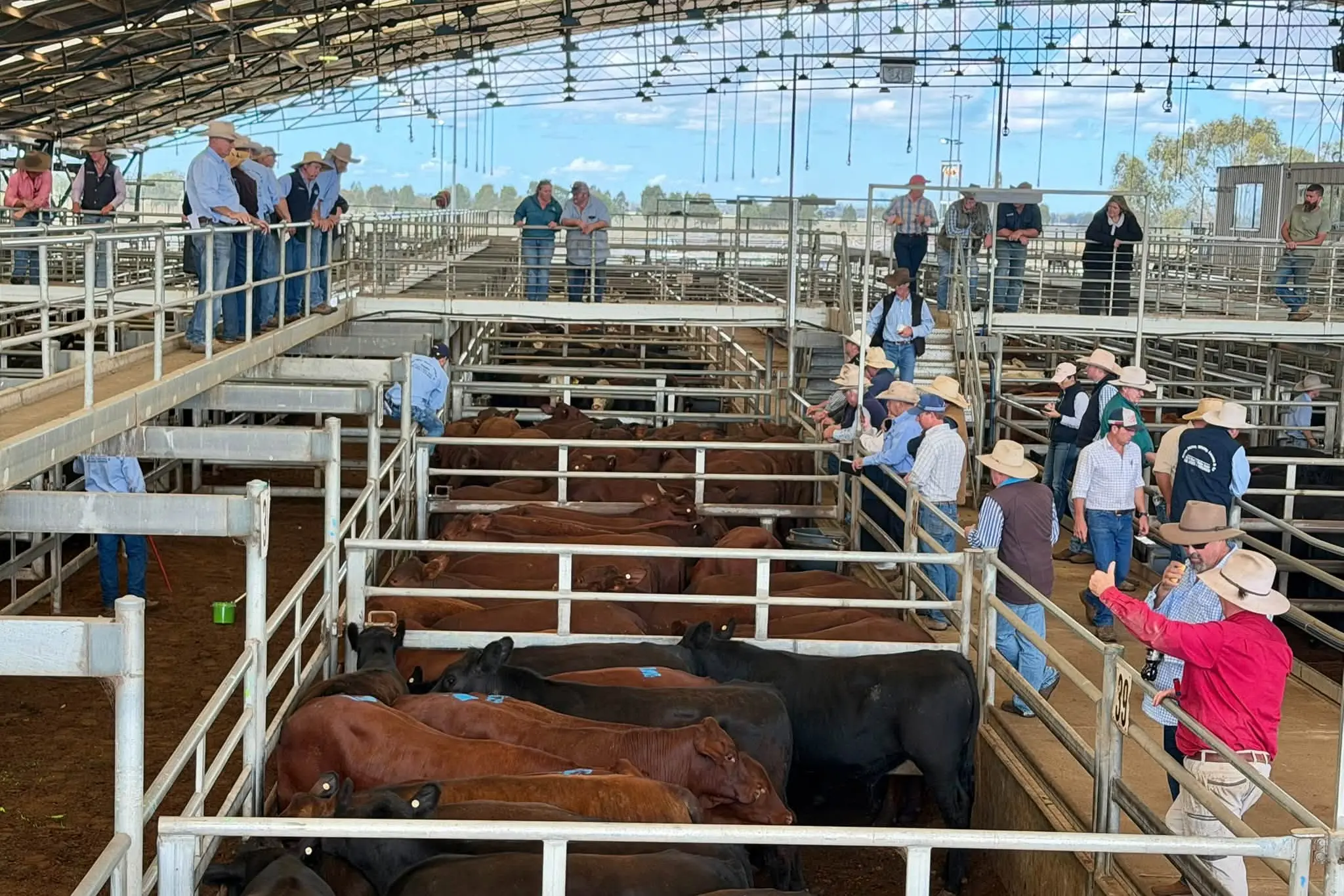 <p>There was a heavier run of cattle yarded and the usual buyers were present and competing in a stronger market at Forbes on Tuesday. PHOTO: Central West Livestock Exchange</p>\\n